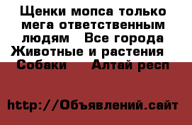 Щенки мопса только мега-ответственным людям - Все города Животные и растения » Собаки   . Алтай респ.